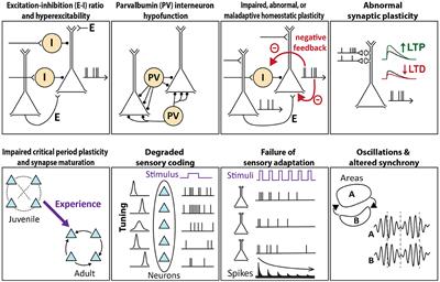 Circuit-level theories for sensory dysfunction in autism: convergence across mouse models